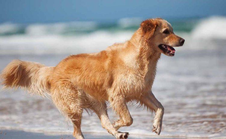 Best breed of dog for running revealed
