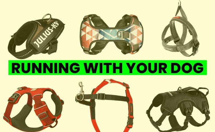 The best harnesses and tips for running with your dog