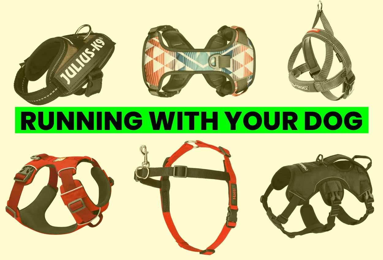 The best harnesses and tips for running with your dog
